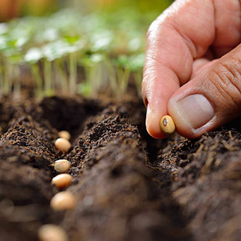 Legumes Seeds