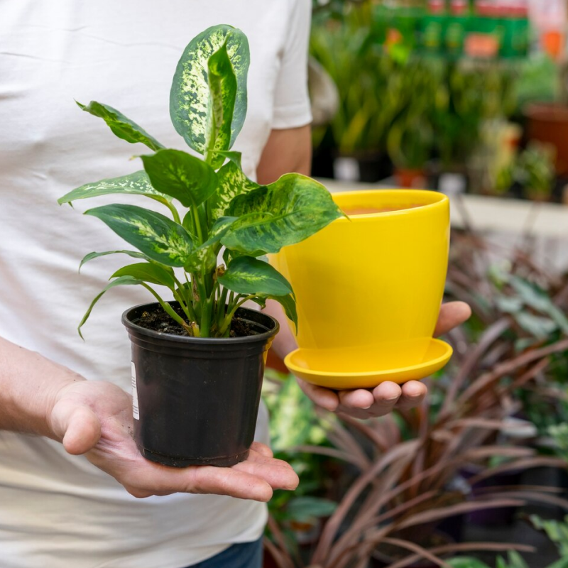 Pots & Planter