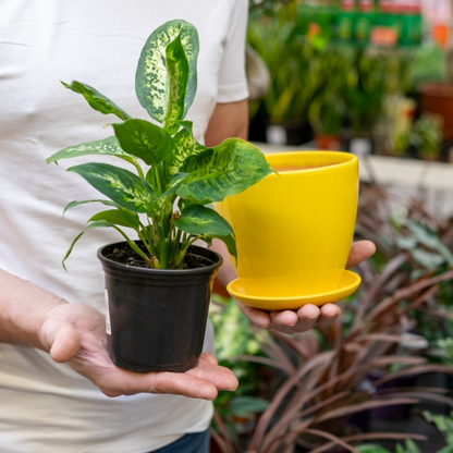 Pots & Planter