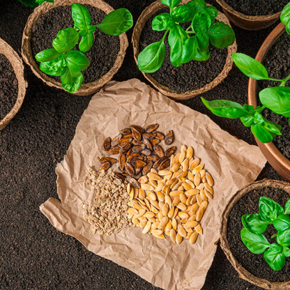 Vegetable Seeds